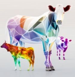 Feiring's Grassfed Beef